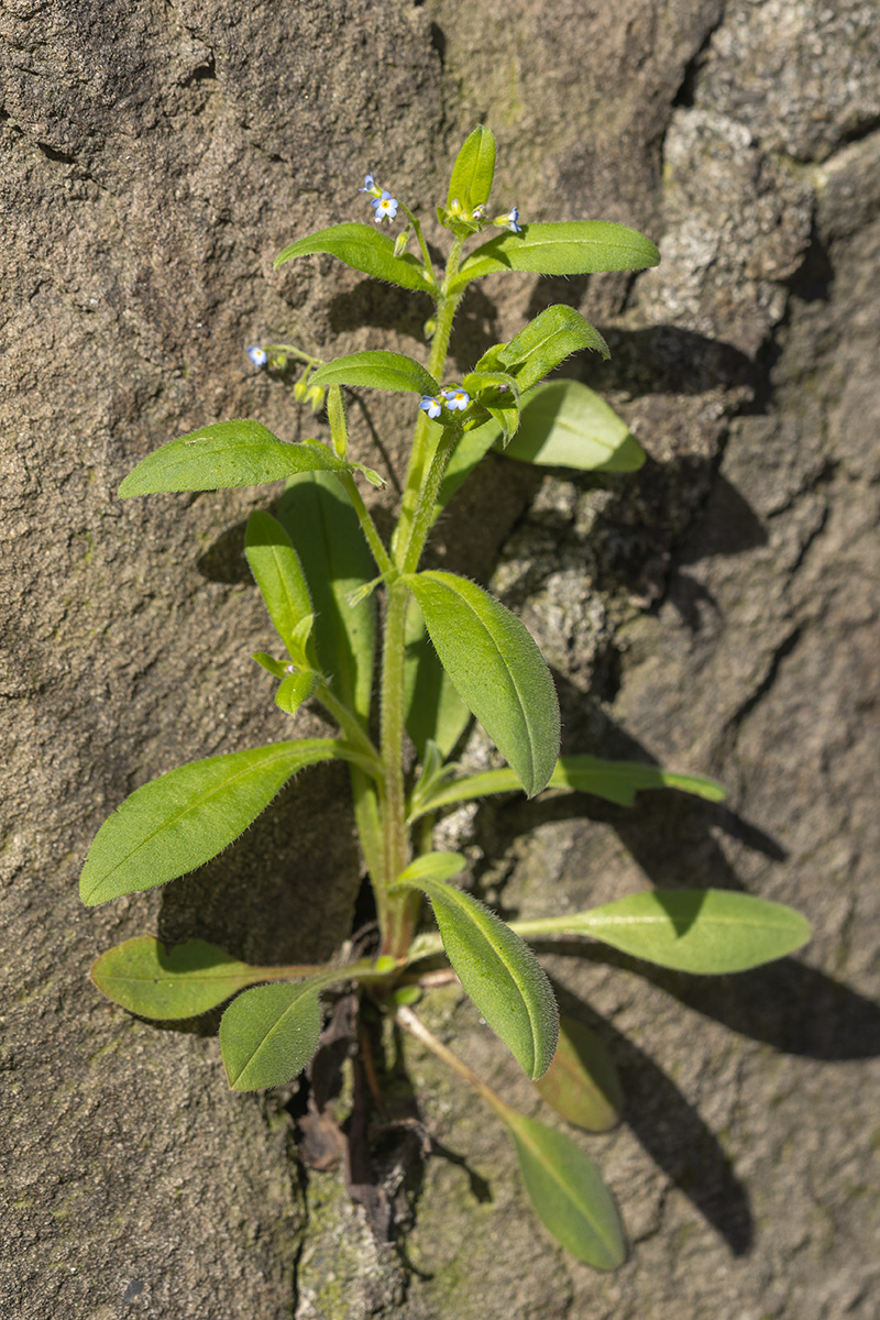 Изображение особи Myosotis sparsiflora.