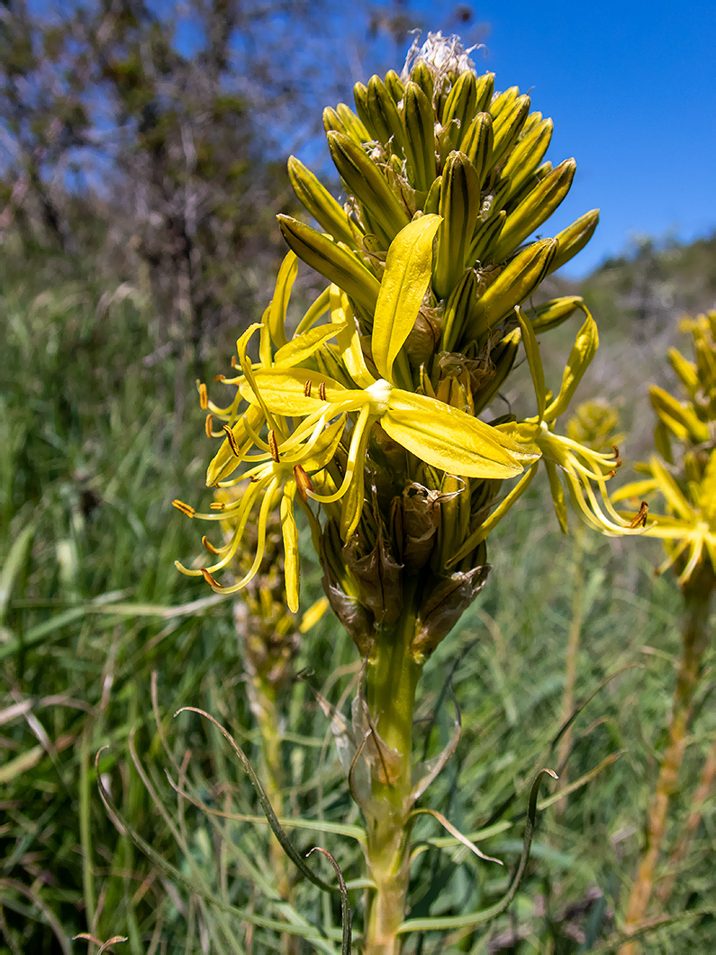 Image of Asphodeline lutea specimen.