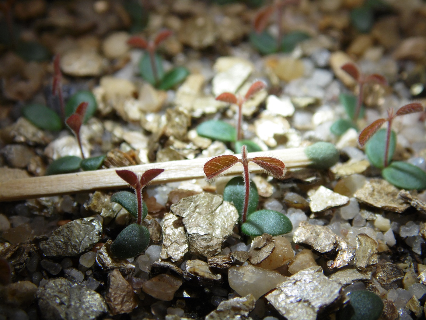 Изображение особи Lespedeza tomentosa.