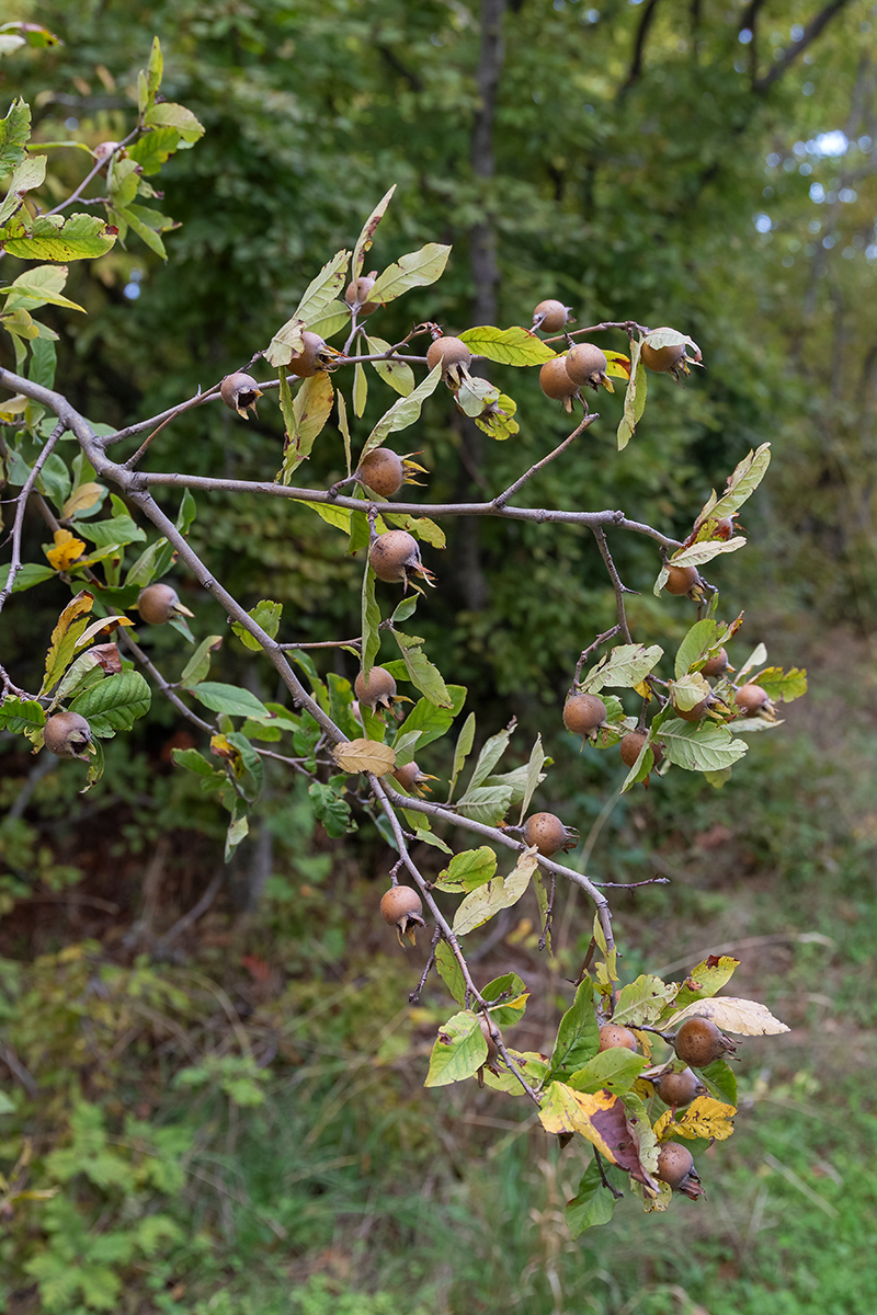 Изображение особи род Mespilus.