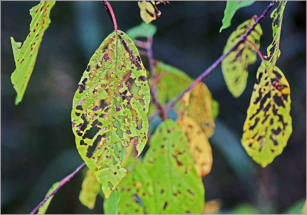 Изображение особи Padus avium.