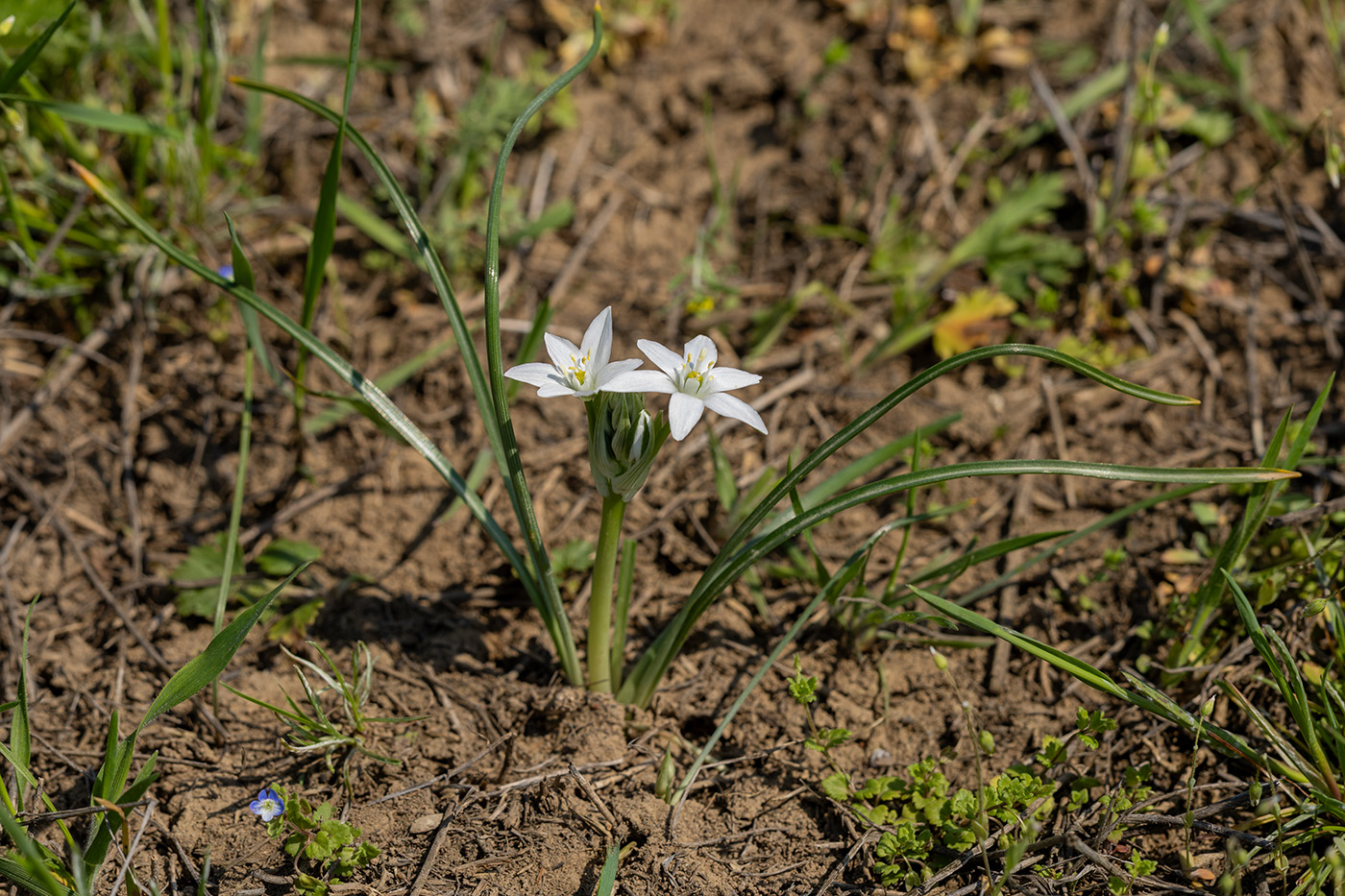 Изображение особи Ornithogalum kochii.