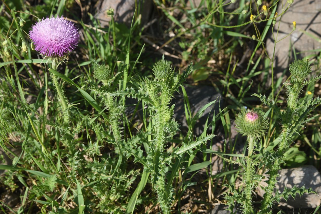 Изображение особи род Carduus.