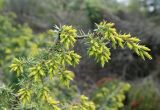 Juniperus deltoides. Верхушка ветви. Крым, окр. г. Бахчисарай, гора Беш-Кош, опушка дубового леса. 02.05.2026.