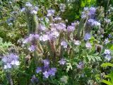 Phacelia tanacetifolia. Цветущее растение. Пензенская обл., г. Каменка, старая часть города. 04.07.2026.