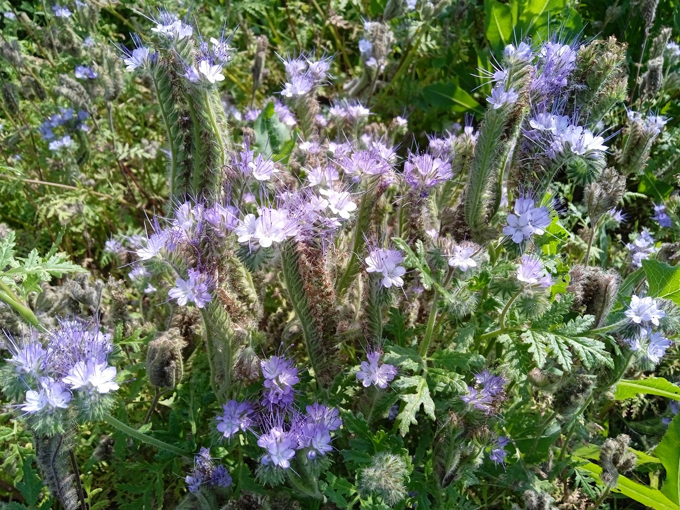 Image of Phacelia tanacetifolia specimen.