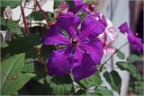 Clematis × jackmanii