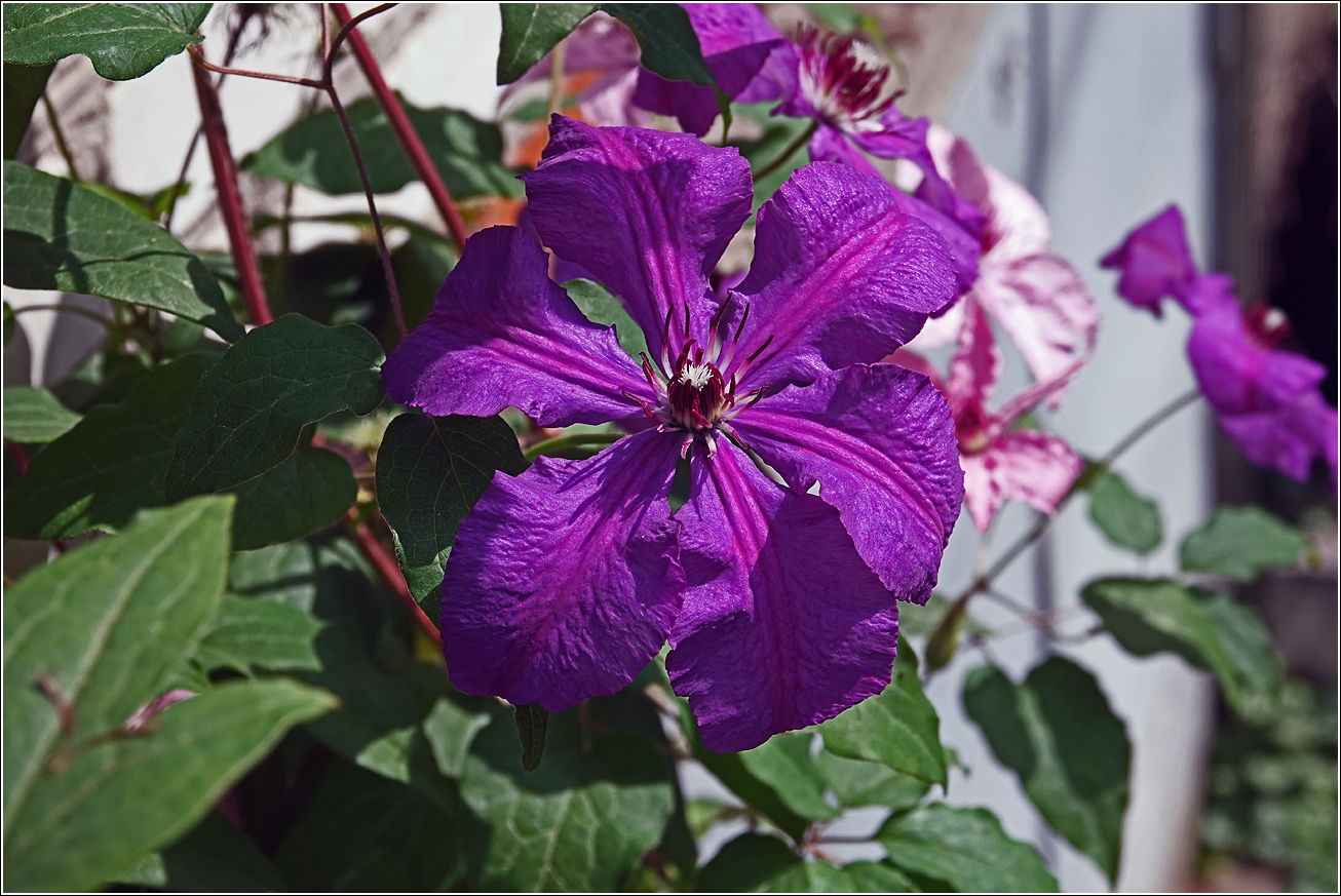 Image of Clematis × jackmanii specimen.
