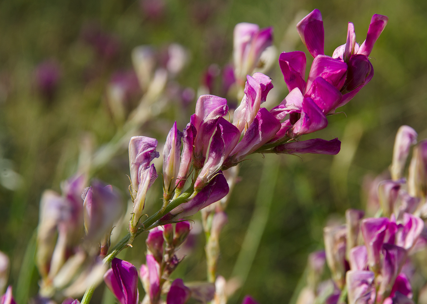 Image of familia Fabaceae specimen.