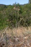 род Allium