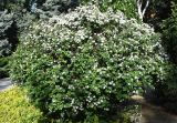род Crataegus