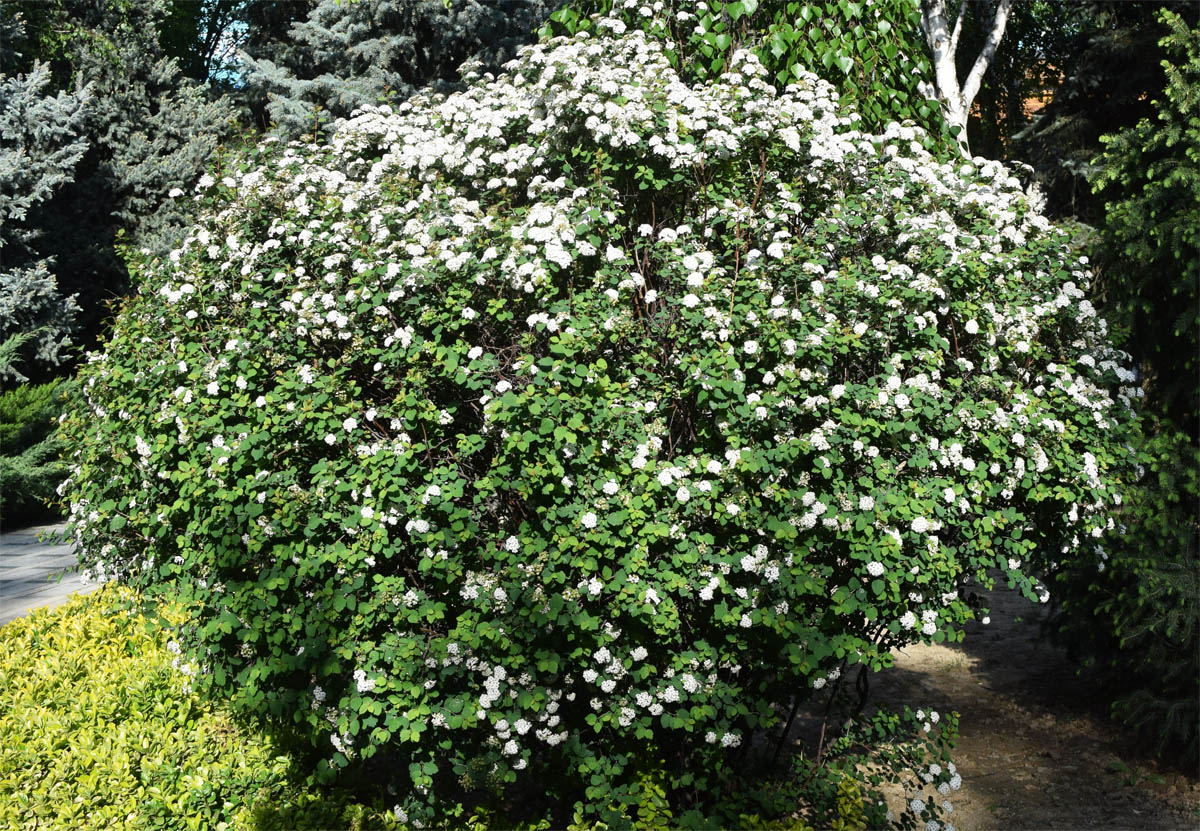 Image of genus Crataegus specimen.