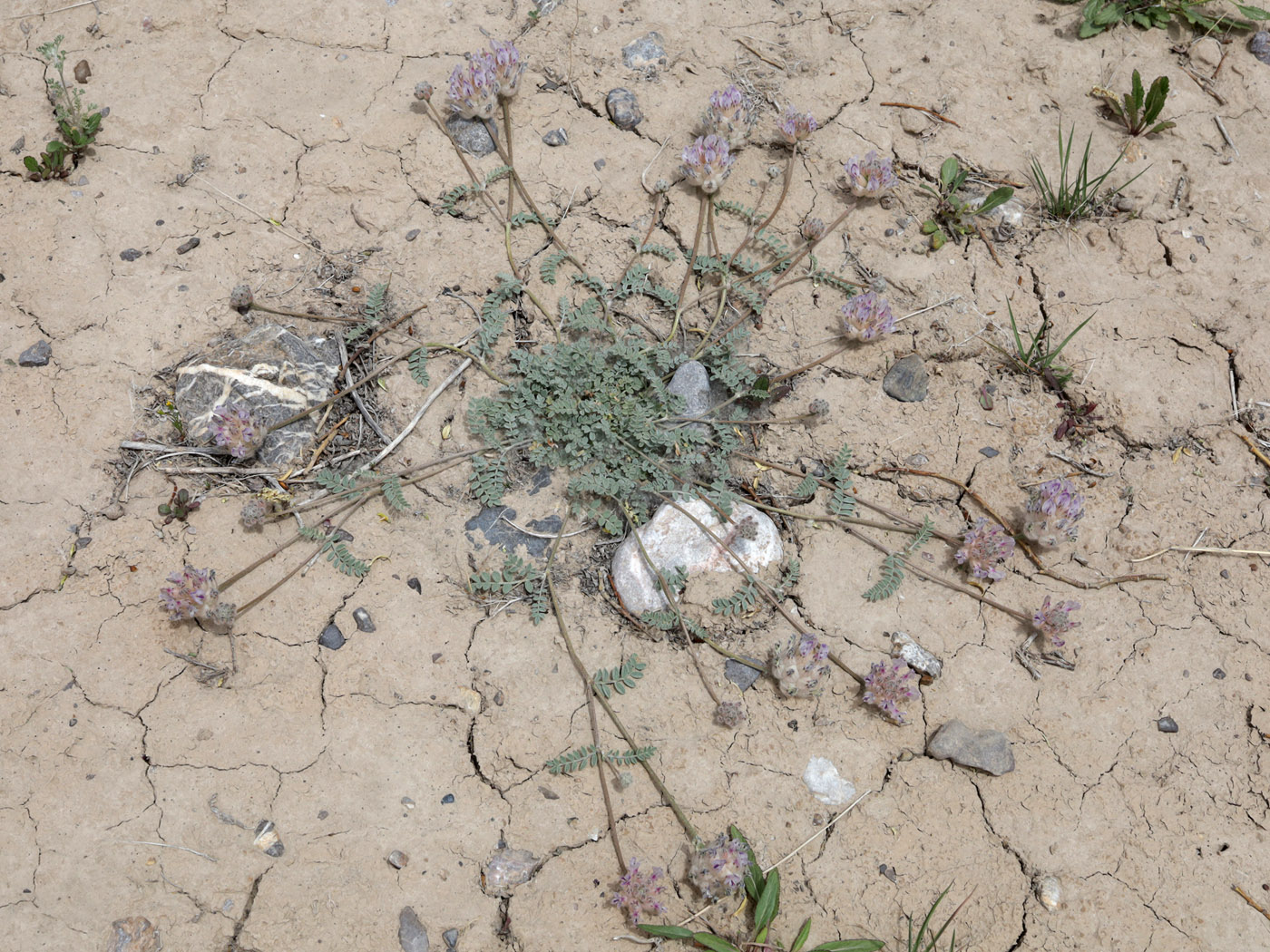 Image of Astragalus nivalis specimen.