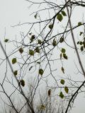 Ulmus pumila. Ветви с листьями в осенней окраске. Республика Молдова, муниципалитет Кишинёв, г. Кодру. 16 ноября 2025 г.