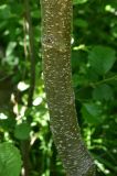 Alnus barbata. Часть ствола. Турция, ил Артвин, р-н Юсуфели, 250 м ниже дер. Гюльпынар, выс. 1500 м н.у.м., роща на берегу реки. 13 июня 2026 г.