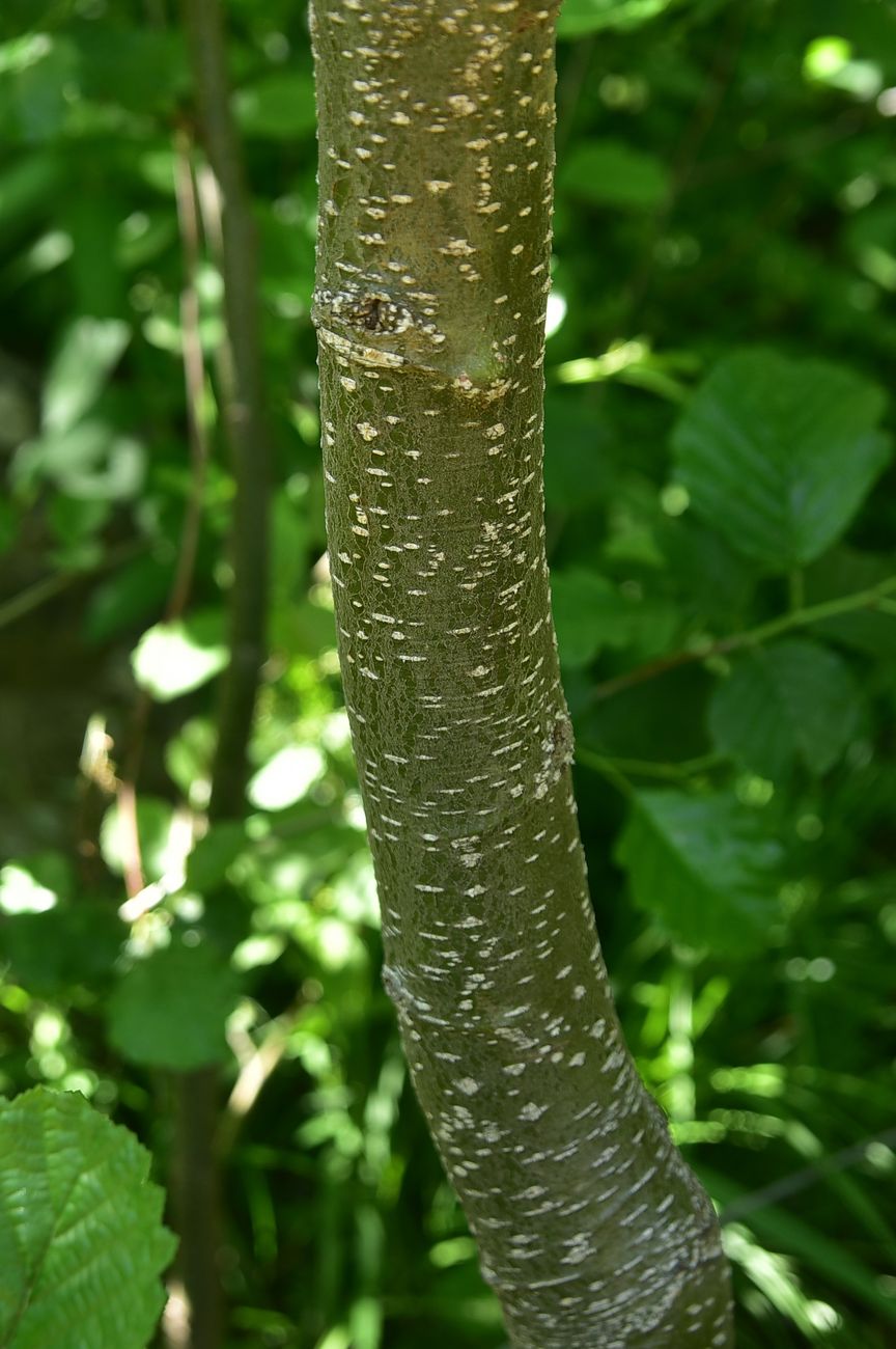 Image of Alnus barbata specimen.