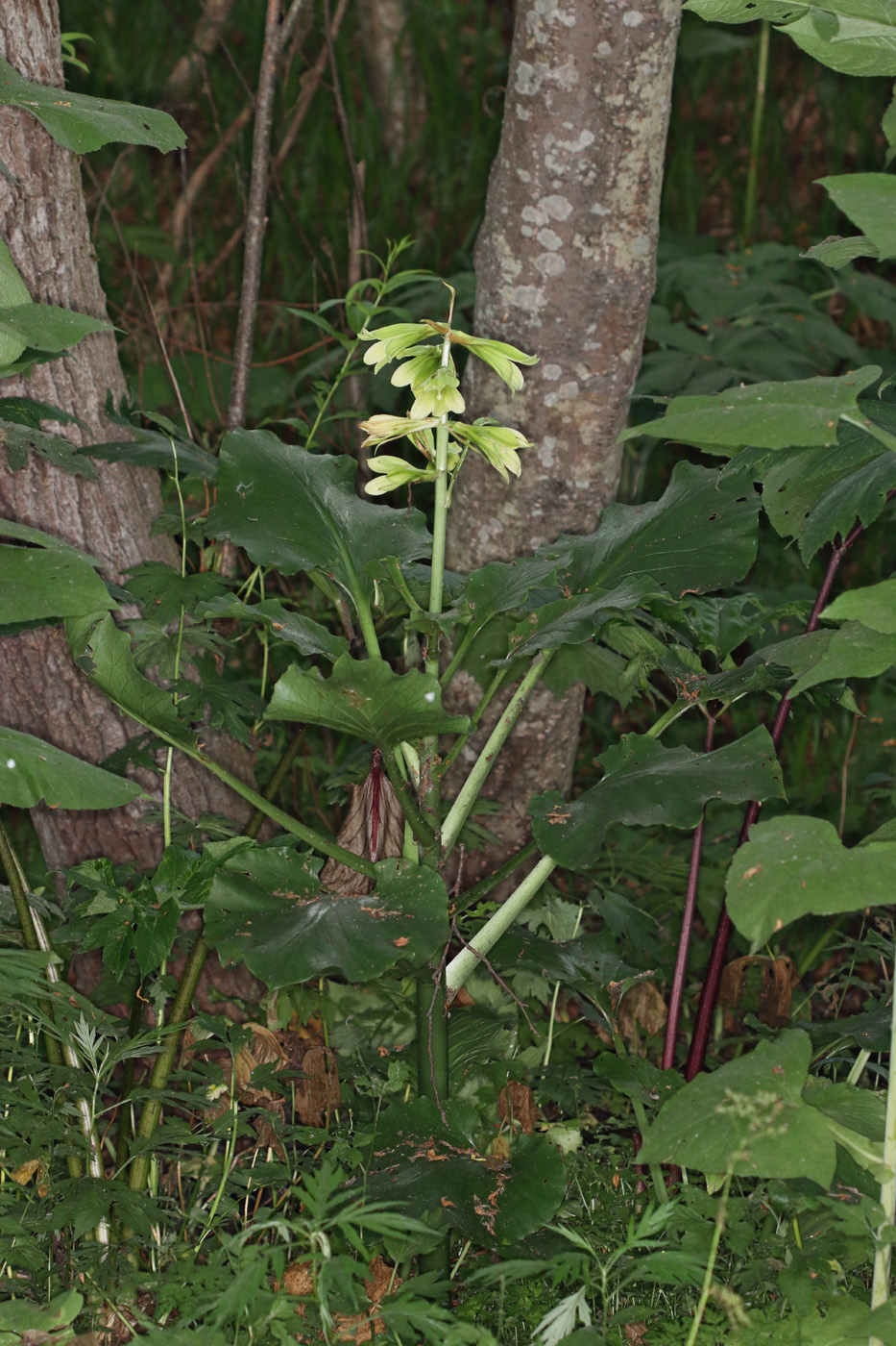 Изображение особи Cardiocrinum cordatum.