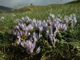 Astragalus brevifolius