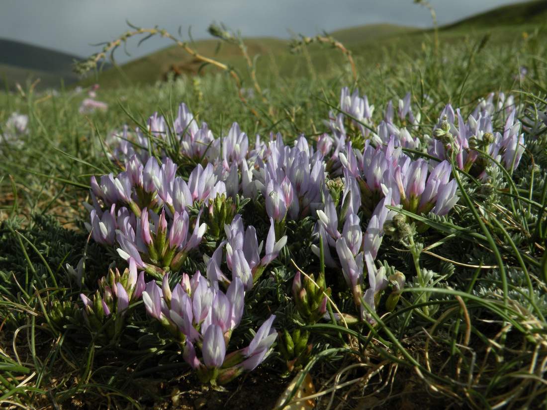 Image of Astragalus brevifolius specimen.