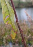 Salix &times; coerulescens