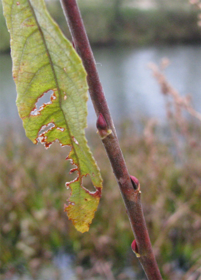 Image of Salix &times; coerulescens specimen.