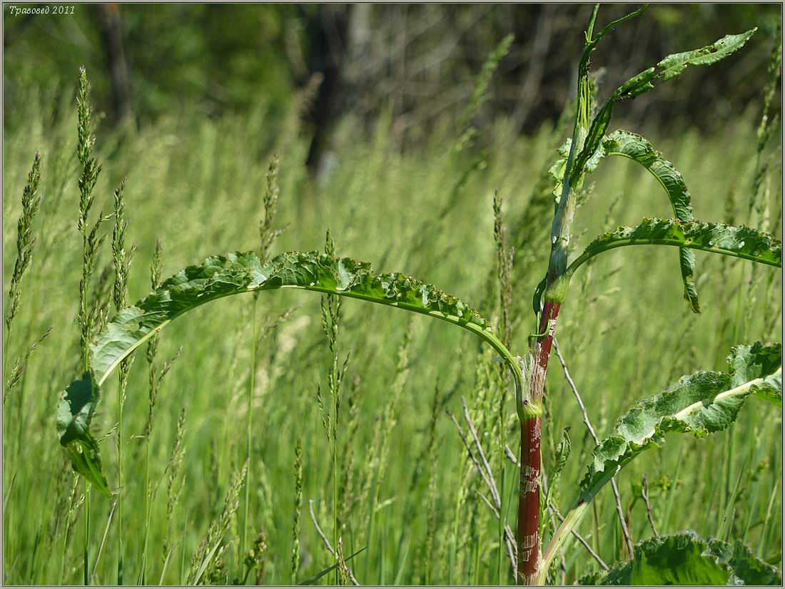 Изображение особи Rumex crispus.