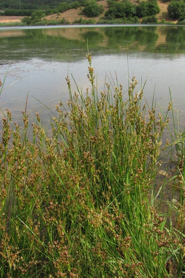 Image of Juncus compressus specimen.