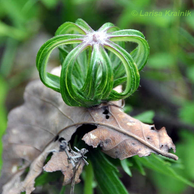 Изображение особи Syneilesis aconitifolia.