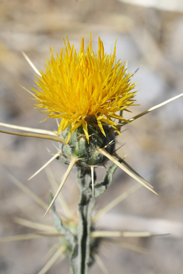 Image of Centaurea solstitialis specimen.