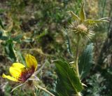 Rosa persica