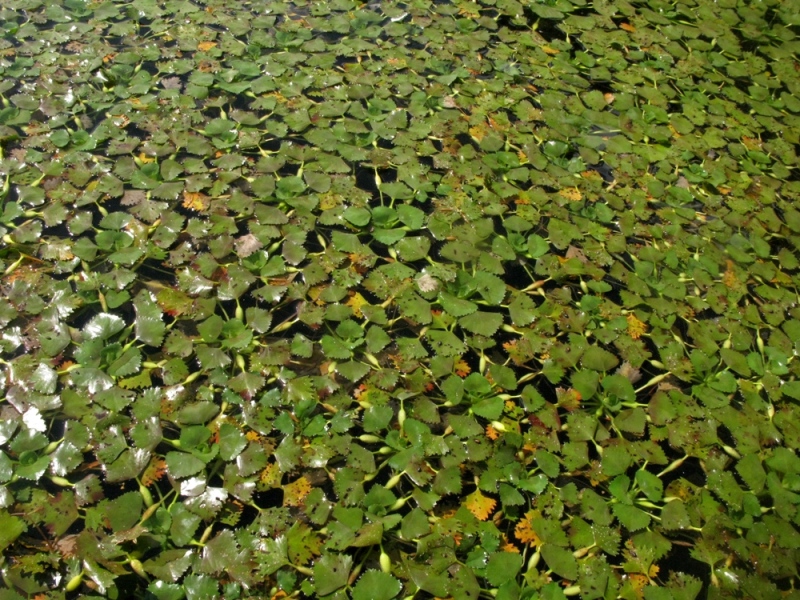 Image of Trapa sibirica specimen.