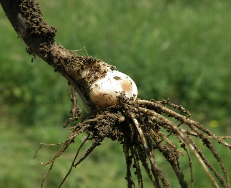 Image of Allium atroviolaceum specimen.