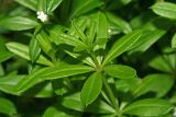 Galium rivale