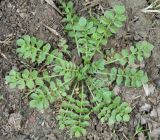 Capsella bursa-pastoris