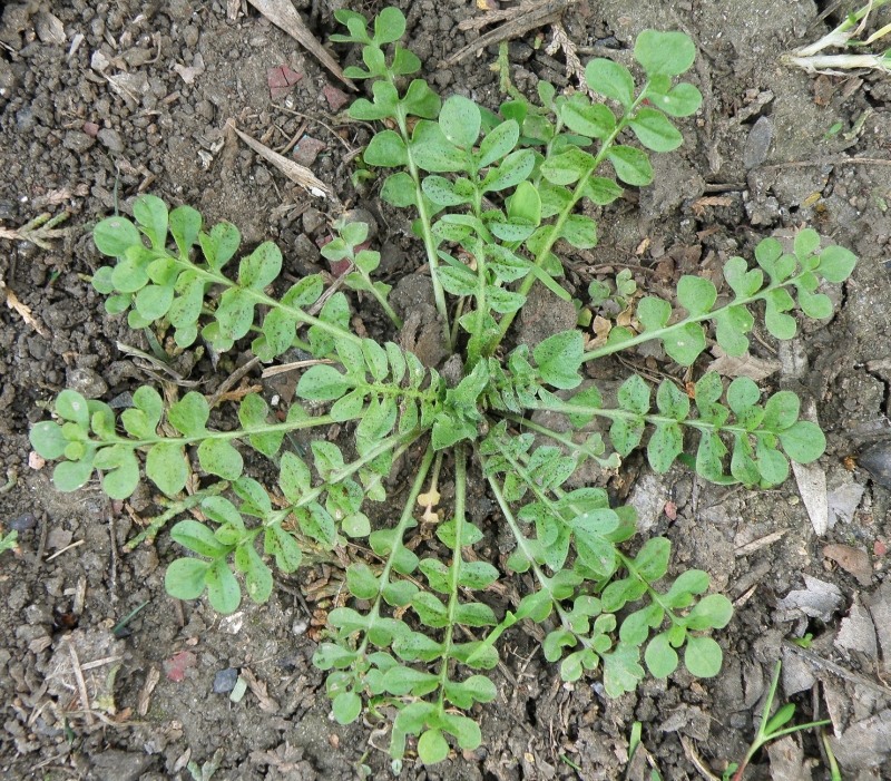 Изображение особи Capsella bursa-pastoris.