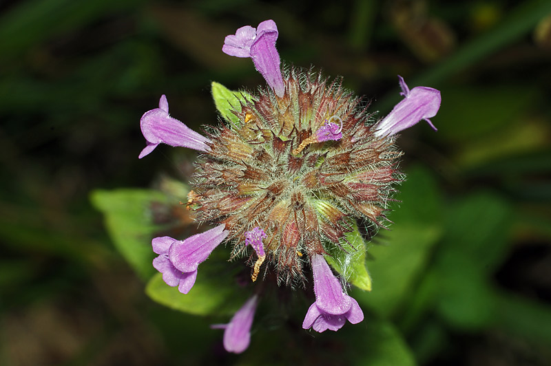 Image of Clinopodium vulgare specimen.
