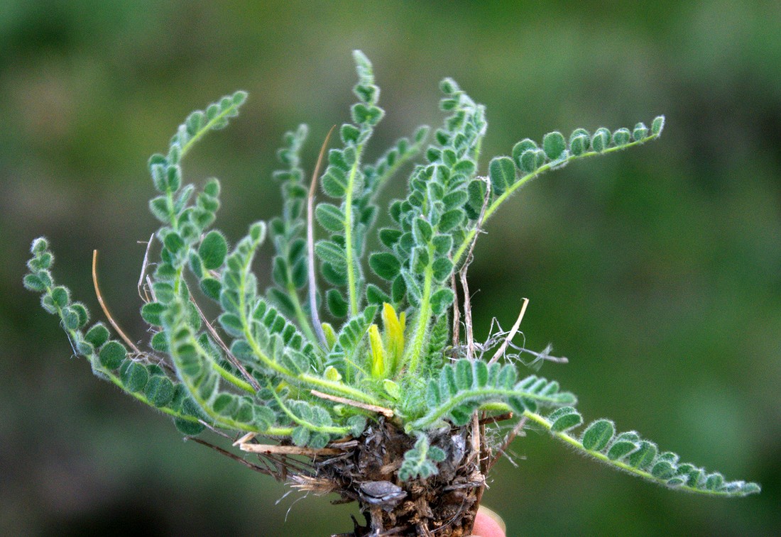 Изображение особи Astragalus sisyrodites.