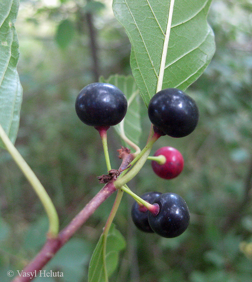 Изображение особи Frangula alnus.