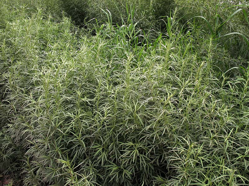 Image of Artemisia umbrosa specimen.