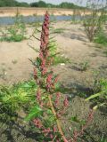 Oxybasis rubra