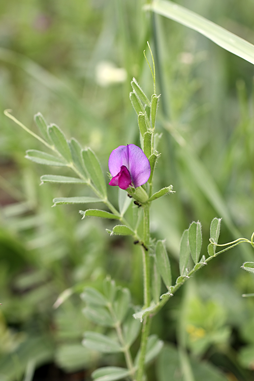 Изображение особи Vicia sativa.