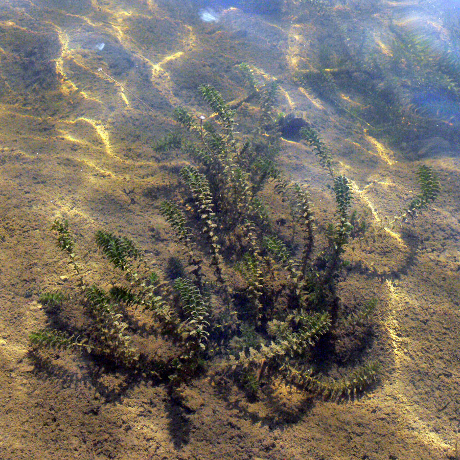 Изображение особи Elodea canadensis.