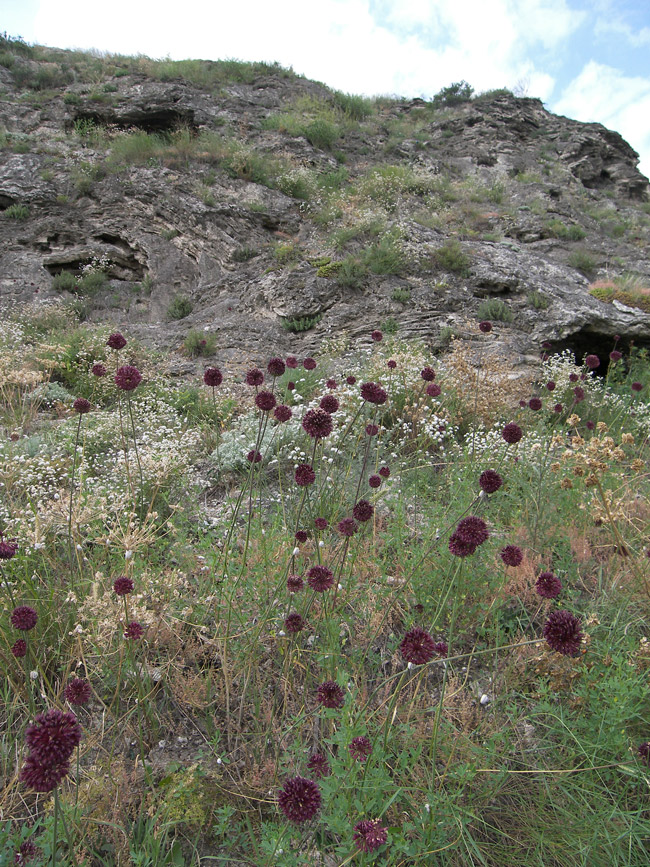 Image of Allium fuscoviolaceum specimen.