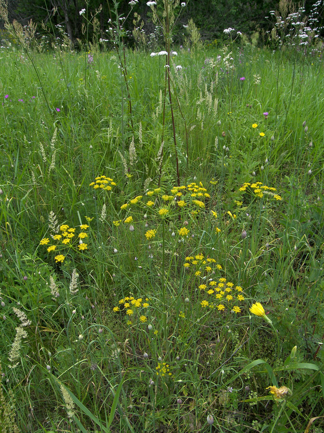 Изображение особи семейство Apiaceae.