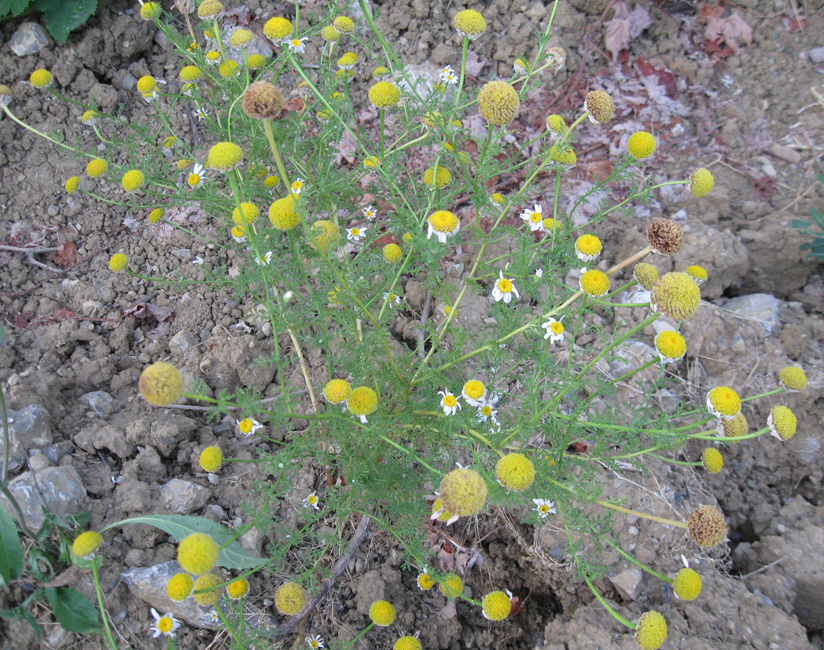 Image of Anthemis dumetorum specimen.
