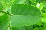 Salix latifolia