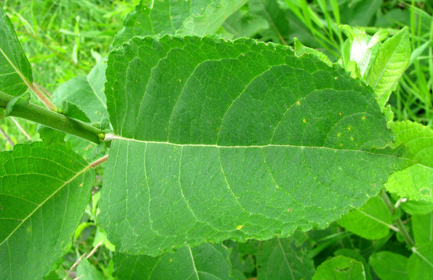 Image of Salix latifolia specimen.