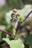 Xanthium orientale