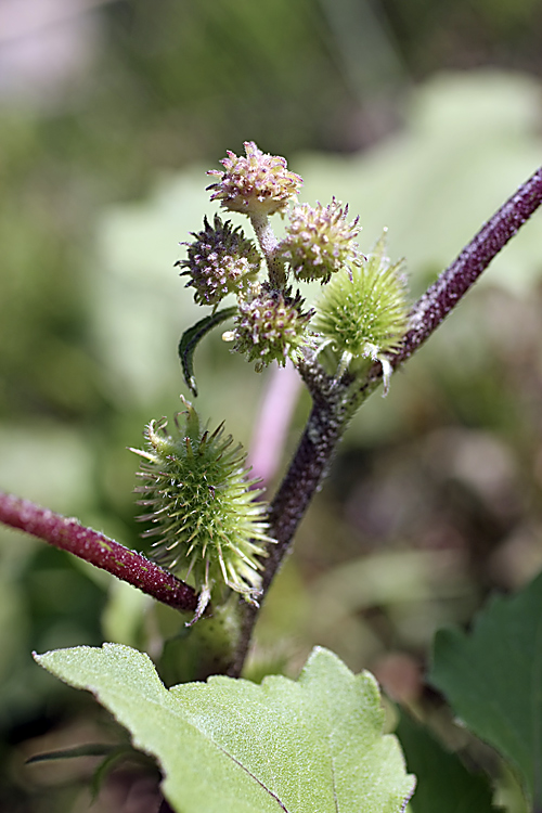 Image of Xanthium orientale specimen.