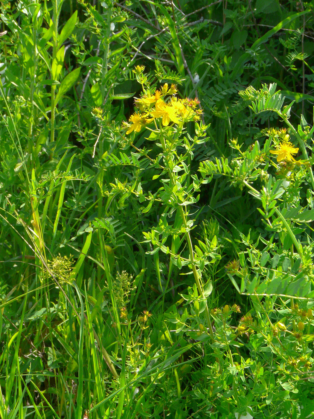 Image of Hypericum perforatum specimen.